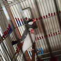 فنچ نرگسی|پرنده|گنبد کاووس, |دیوار