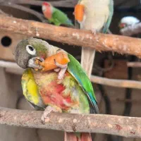 گرینچیک کوتوله برزیلی