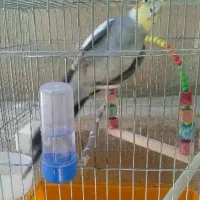 عروس هلندی نر گل باقالی با قفس