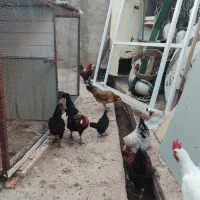 مرغ و خروسهای چینی،سیبرایت،لهستانی|حیوانات مزرعه|جلفا, |دیوار