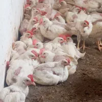نیمچه مرغ وخروس