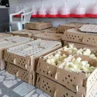 جوجه مرغ  ۱روز گوشتی