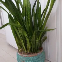 سانسوریا و پتوس