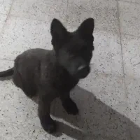 توله سگ ژرمن|سگ|فلاورجان, |دیوار