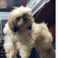 سگ شیتزو گمشده