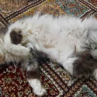 واگذاری|گربه|شیراز, فاضل|دیوار