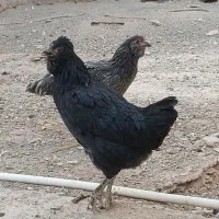 مرغ جوان گلین اصل