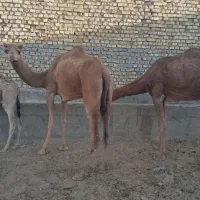 شترارام برای پروار|حیوانات مزرعه|ندوشن, |دیوار