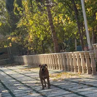 سرایدار باغ اتباع