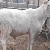 فروش قوچ  آصف