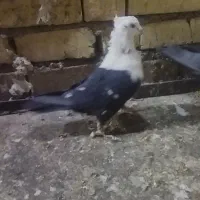 فروش نر کله سفید