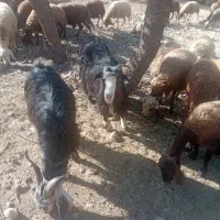 بزچاق|حیوانات مزرعه|خرم‌آباد, |دیوار