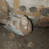 کفتر|پرنده|تربت‌حیدریه, ترمینال|دیوار