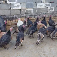 بوقلمون کوردی