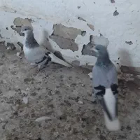 کبوتر بدرنگ ماده وخوشرنگ ماده به شرط|پرنده|دشتابی, |دیوار