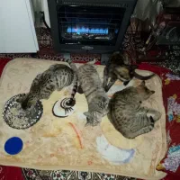 واگذاری گربه