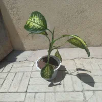 گل دیفن باخیا