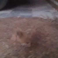 اردک