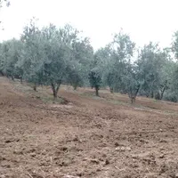 محصولات باغ کنسروی نقدی مغازه آزادشهر فلکه الله