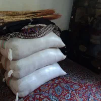 بذر برنج هاشمی دست چین شده دابودشت