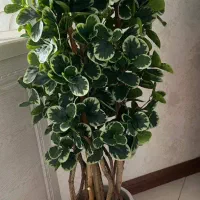 درختچه مصنوعی|گل مصنوعی|تهران, ارم|دیوار