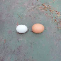 تخم یک روزه آراکانا اصل