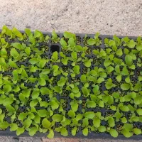 نشاه کاهو سالادی اورست اف یک