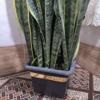 غول پیکر سانسوریا ابلغ|گل و گیاه طبیعی|قم, شهرک فاطمیه|دیوار