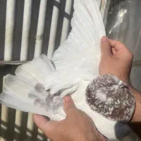 کبوتر پرشی خوش نقش|پرنده|ری, علایین|دیوار