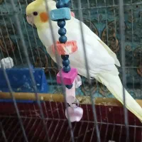 عروس هلندی
