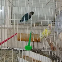 یک جفت کوتوله با تخم