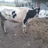 گاوهلیشتاین