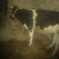 ۲ عدد گاوه ابستن جوان سرحال|حیوانات مزرعه|سرفاریاب, |دیوار