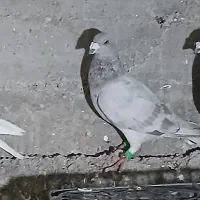 پلاکی