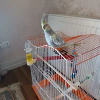 عروس هلندی نر دو ماهه