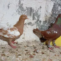 کبوتر پلاکی درجه یک|پرنده|شیراز, آزادی|دیوار