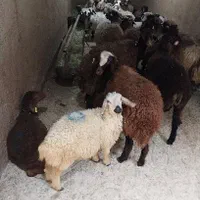 دامداری شیرخان فروش گوسفند زنده بهتره سلاخ|حیوانات مزرعه|تهران, تهرانپارس غربی|دیوار
