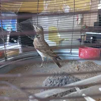 سهره قناری|پرنده|جهرم, |دیوار