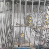 تعداد16عددعروس هلندی جفت و11عددتک