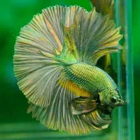 توضیحات ماهی در کانال