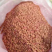 گندم اوبا برای کاشت زمین|گل و گیاه طبیعی|گنبد کاووس, |دیوار