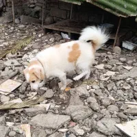 سگ اشبیکس