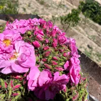 غنچه خشک گل محمدی تازه امسالی