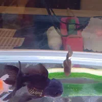 ماهی گلدفیش|ماهی|شیراز, کوشک میدان|دیوار