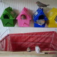 ۶ عدد فنچ به همراه قفس بزرگ