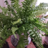 استند گل|صنایع دستی و سایر لوازم تزئینی|شاهین دژ, |دیوار