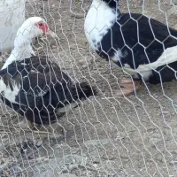 اردک اسراییلی ماده و یک عدد اردک دورگه نر