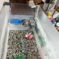 آکواریوم شیشه خم