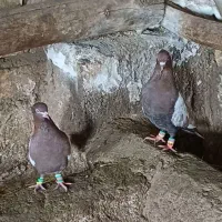 کفتر بهبونی