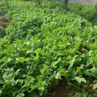 انواع سبزیجات محلی برگ سیر،یرالماسی